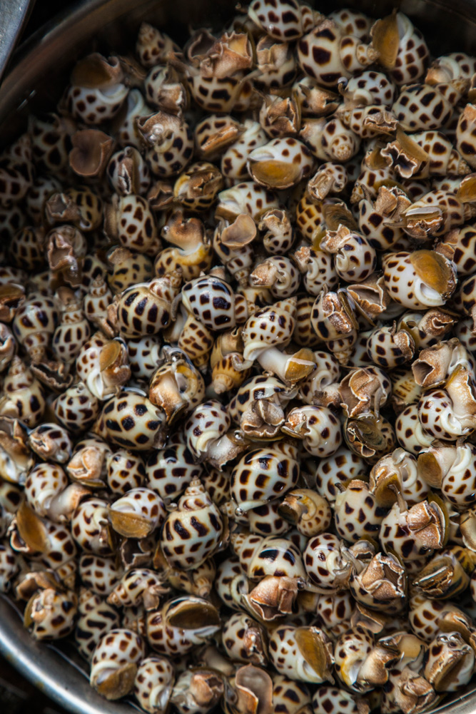 Snails, HalongBay