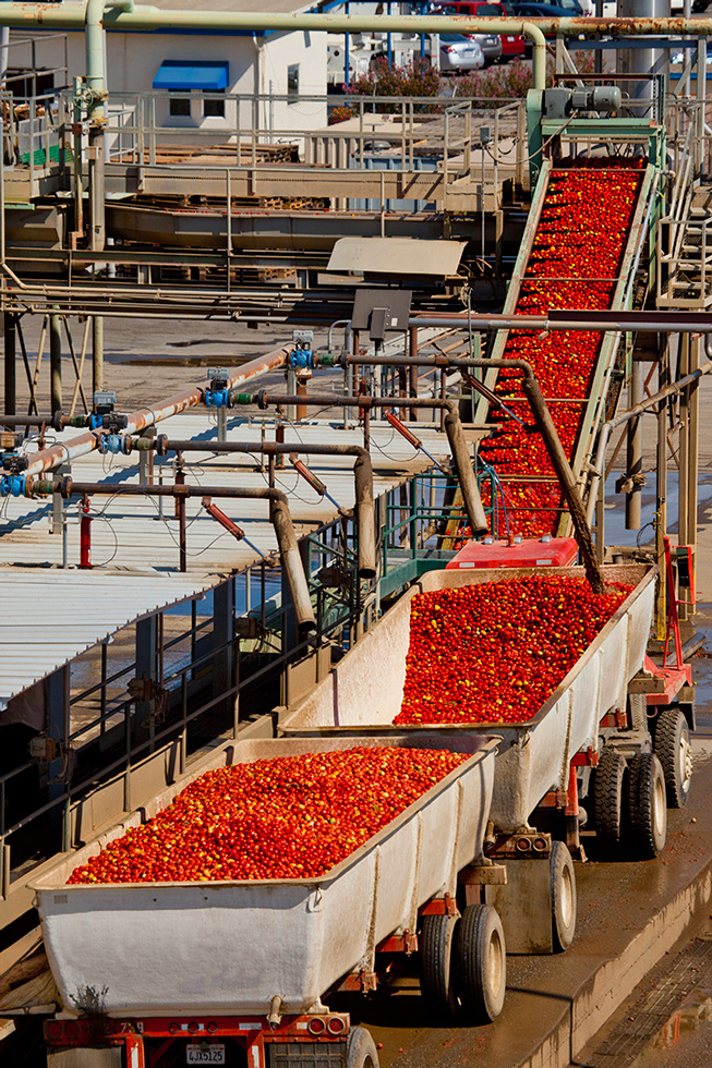 Tomatoes, Central Valley, CA