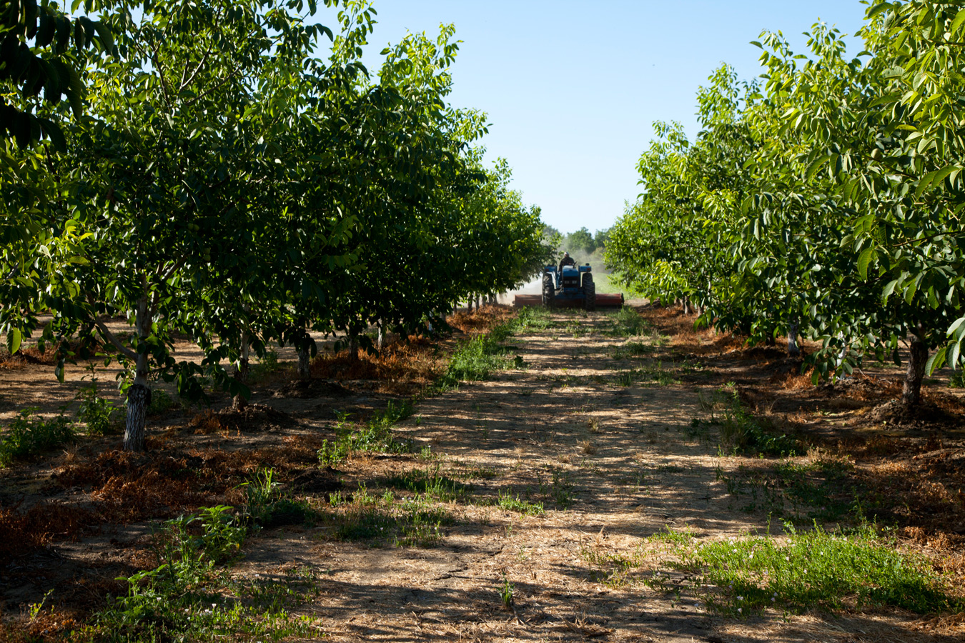 Walnuts, California