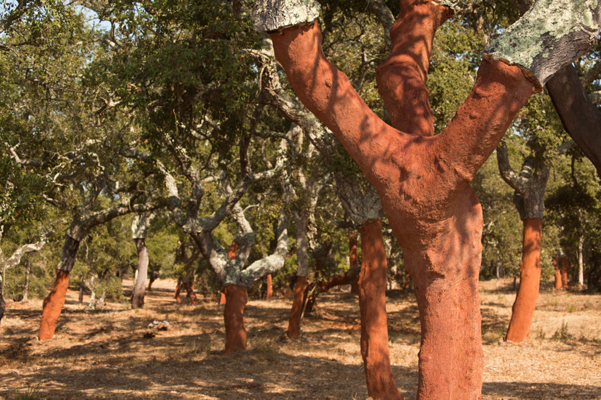 Cork Trees, Portugal